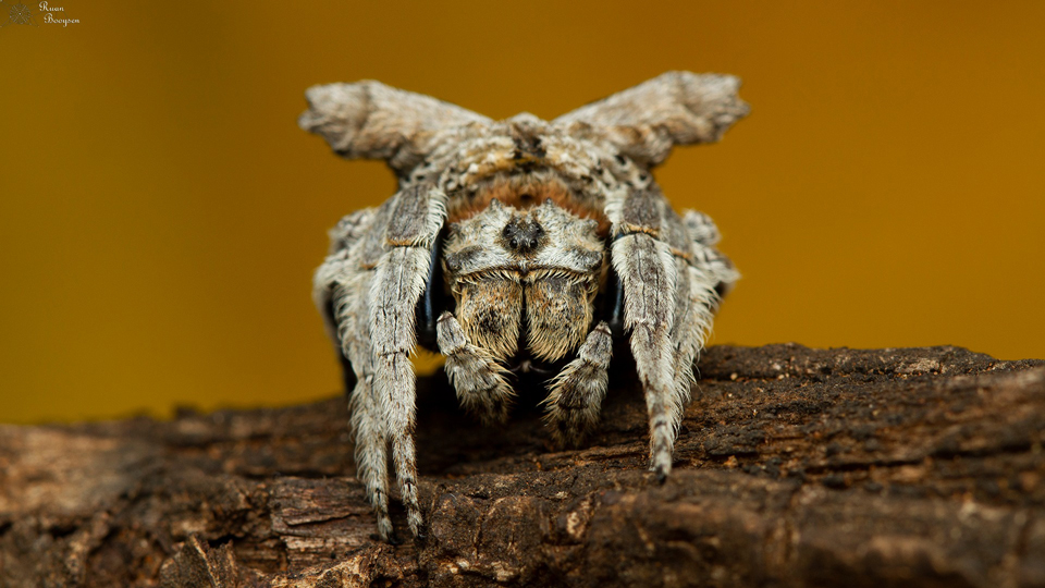May 2022 spider of the month horned bark spider (Caerostris sexcuspidata)