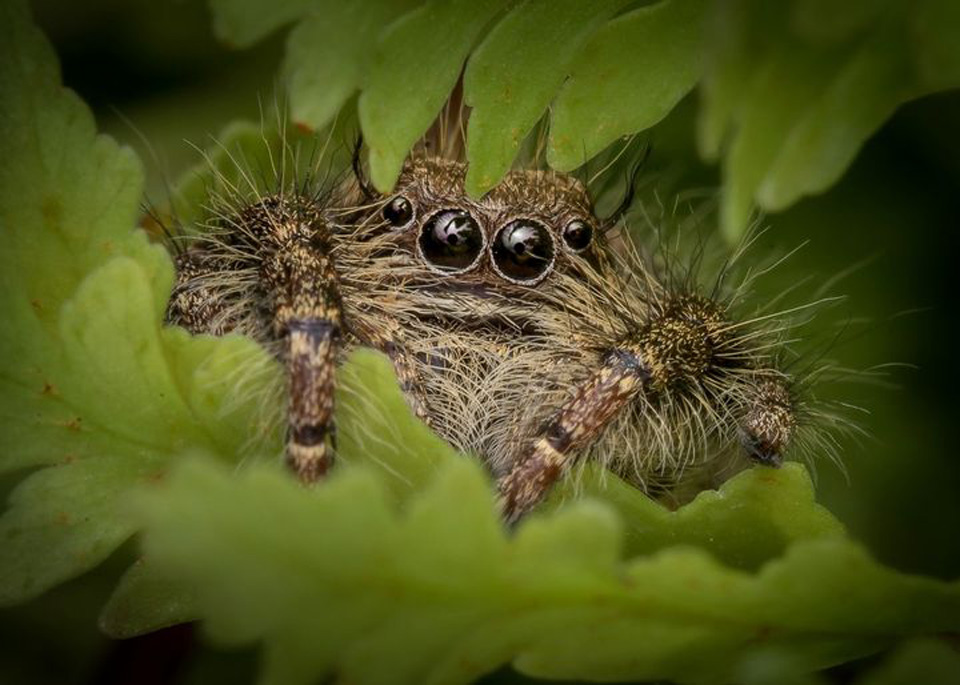 August spider of the month giant jumping spider Hyllus sp.